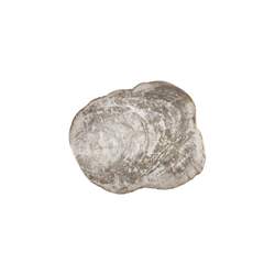 ACCESSORIES Wood Platter Petrified Wood large